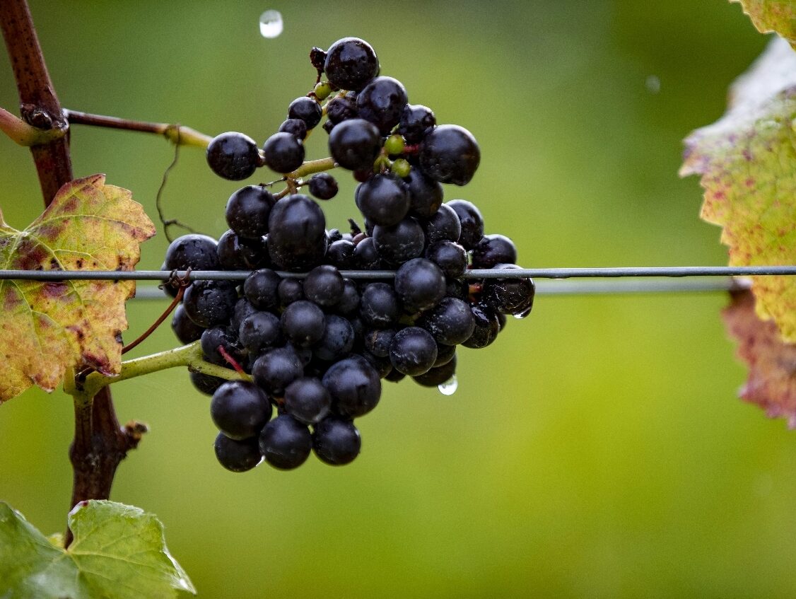 Vineyard harvest