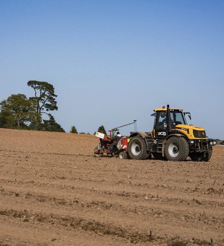 Planting vines in the vineyard