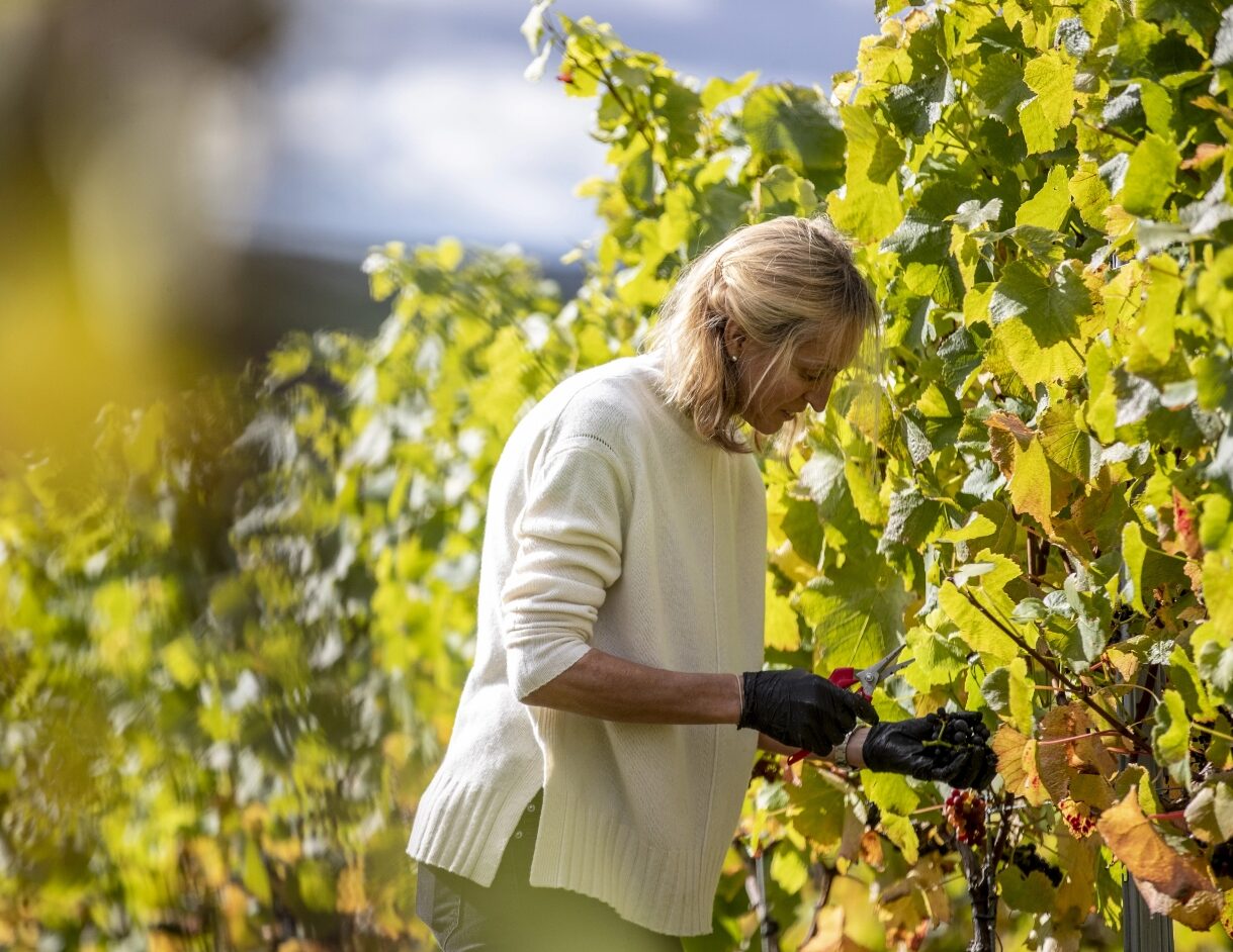 Winter pruning