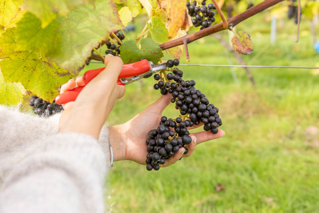 Vines with grapes being harvested