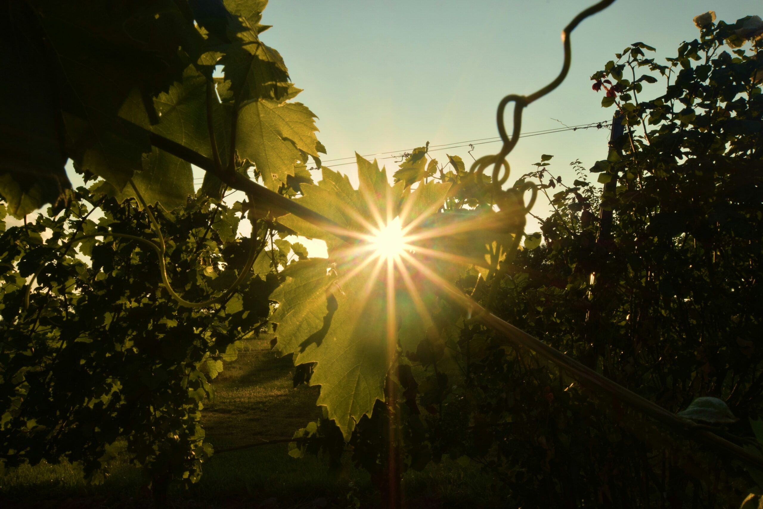 Sunrise in a vineyard with view of the grapevines.