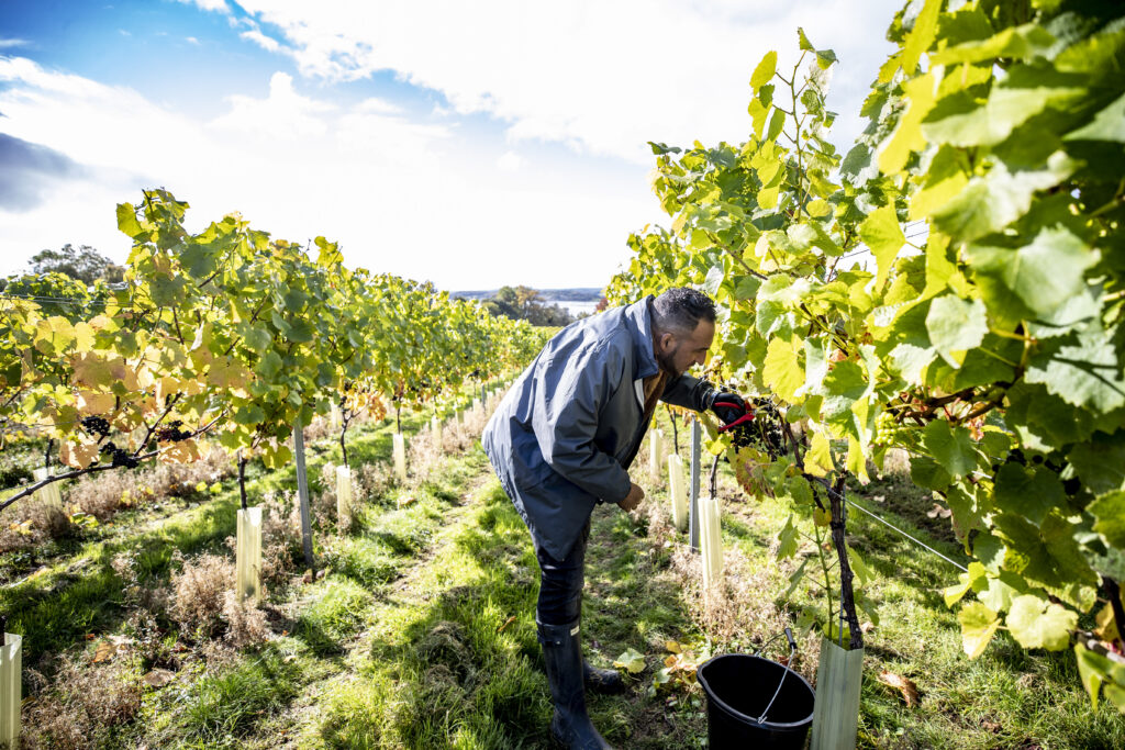 Michael Caines in the vineyard at harvest time