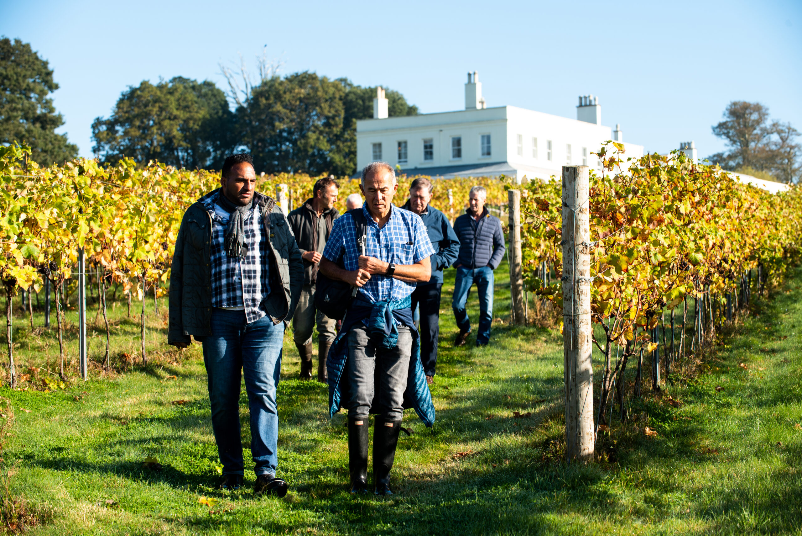 Harvest Celebratory Lunch and walk through the vineyard