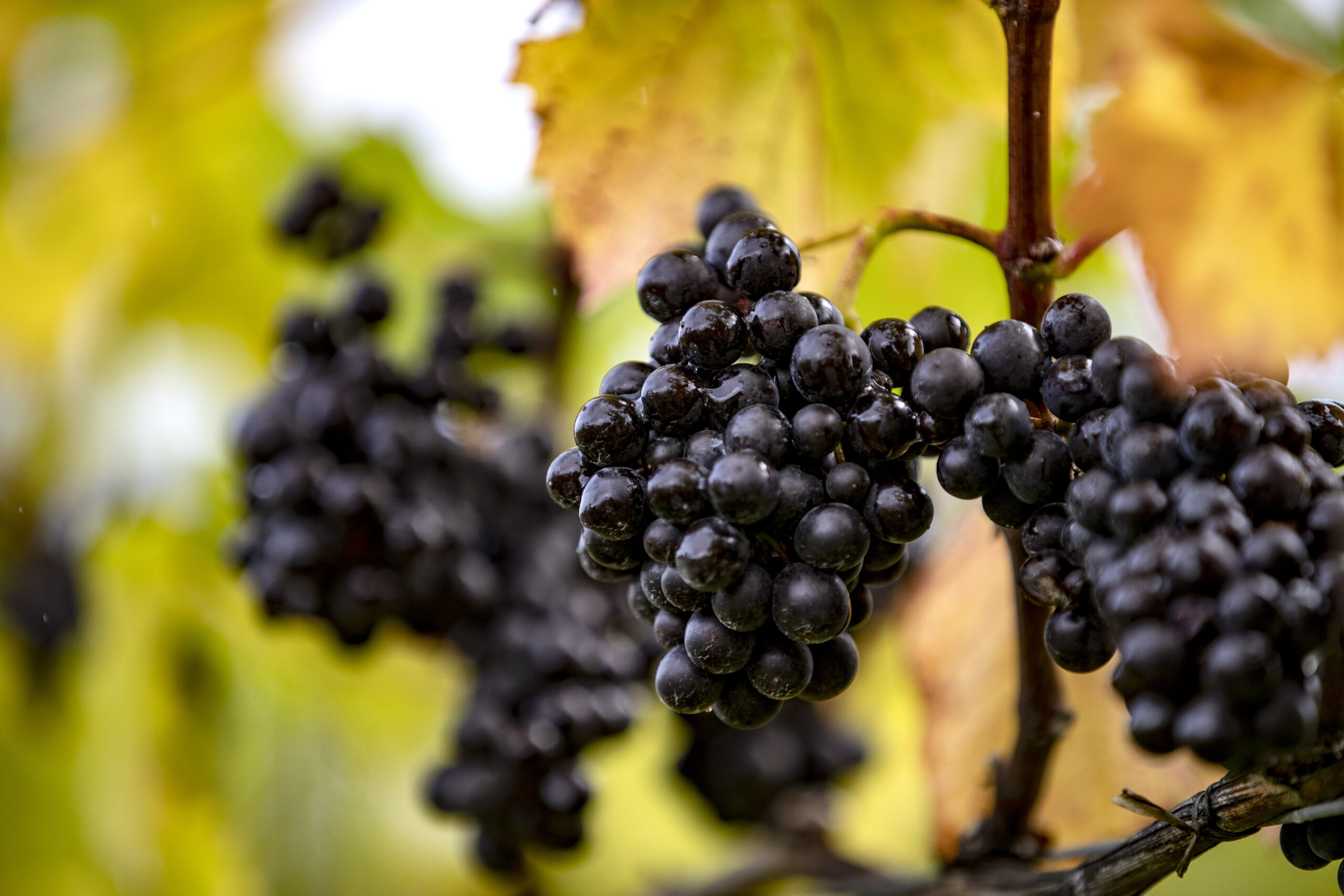 Grapes on the vines at Lympstone Manor at harvest time