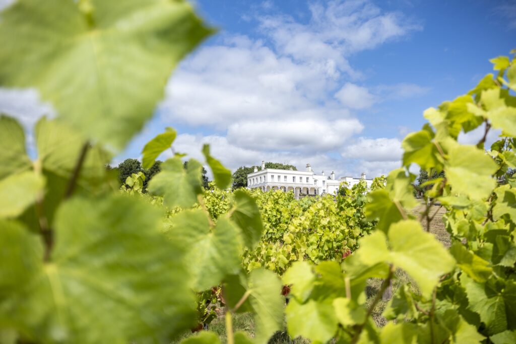 Lympstone Manor in the background with vineyard in the summer