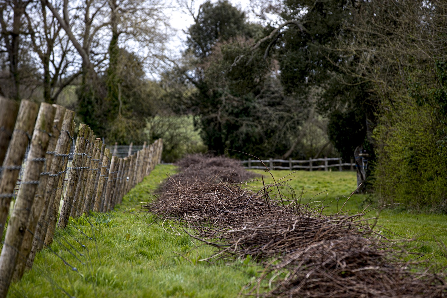 Pruning at Lympstone Manor vineyard