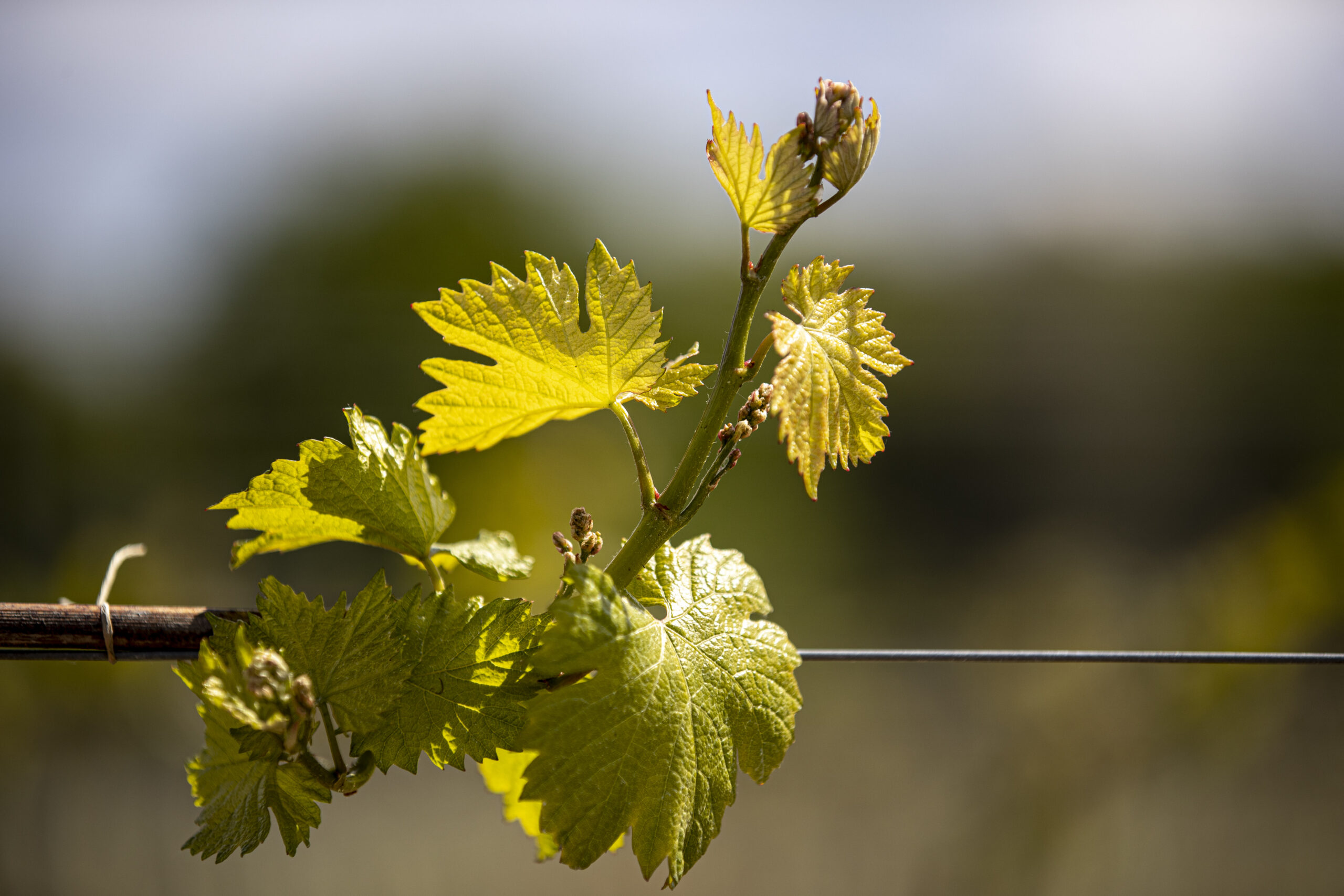 Vines growing in the Lympstone Manor vineyard