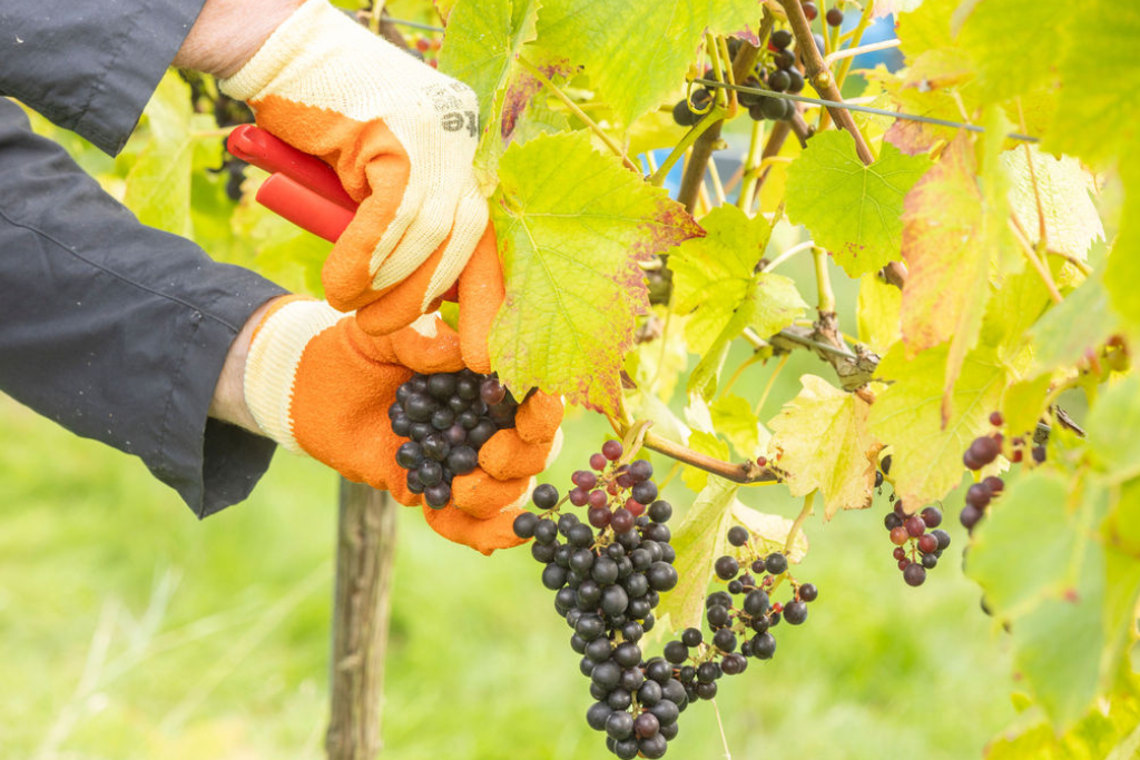 Picking grapes at Lympstone Manor vineyard