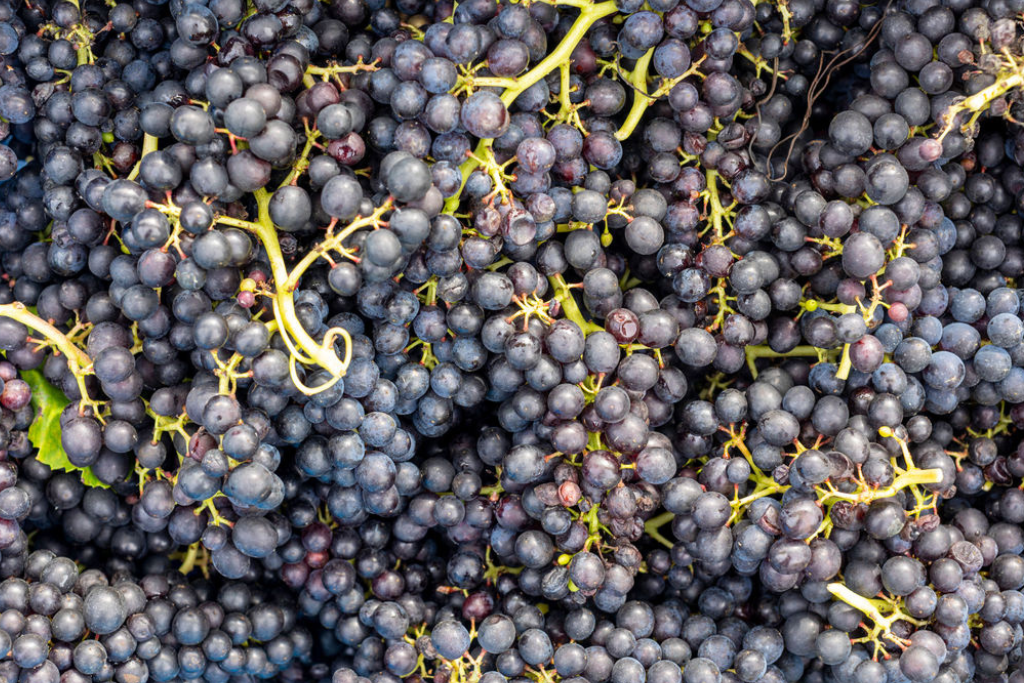Grapes picked at harvest
