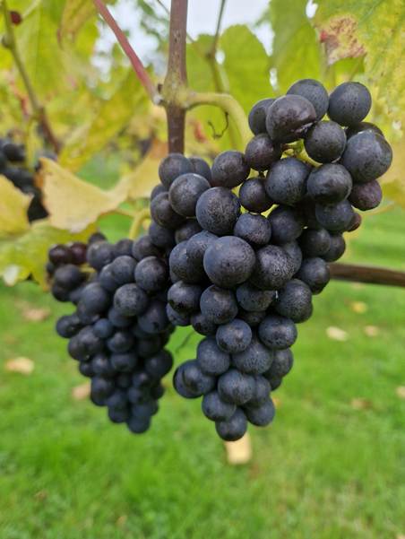 Grapes on the vines